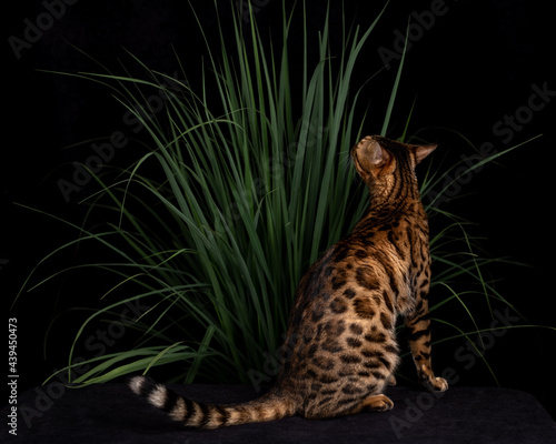 Exotic bengal cat in dark studio with lemongrass photo