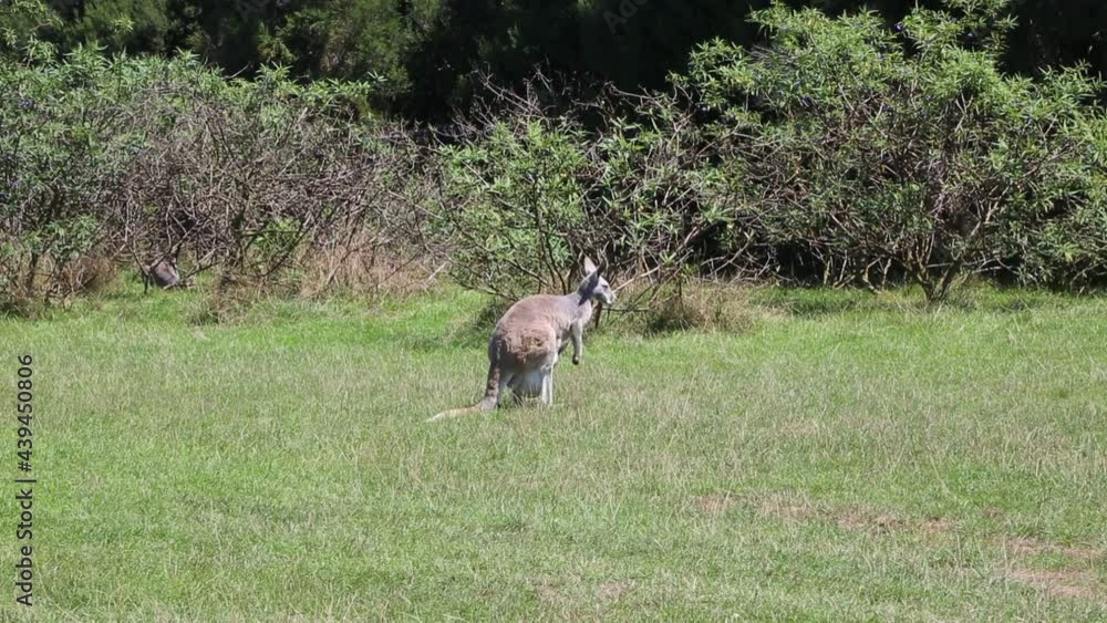 Kangaroo mother jumping - Victoria, Australia Kangaroo mother jumping - Victoria, Australia