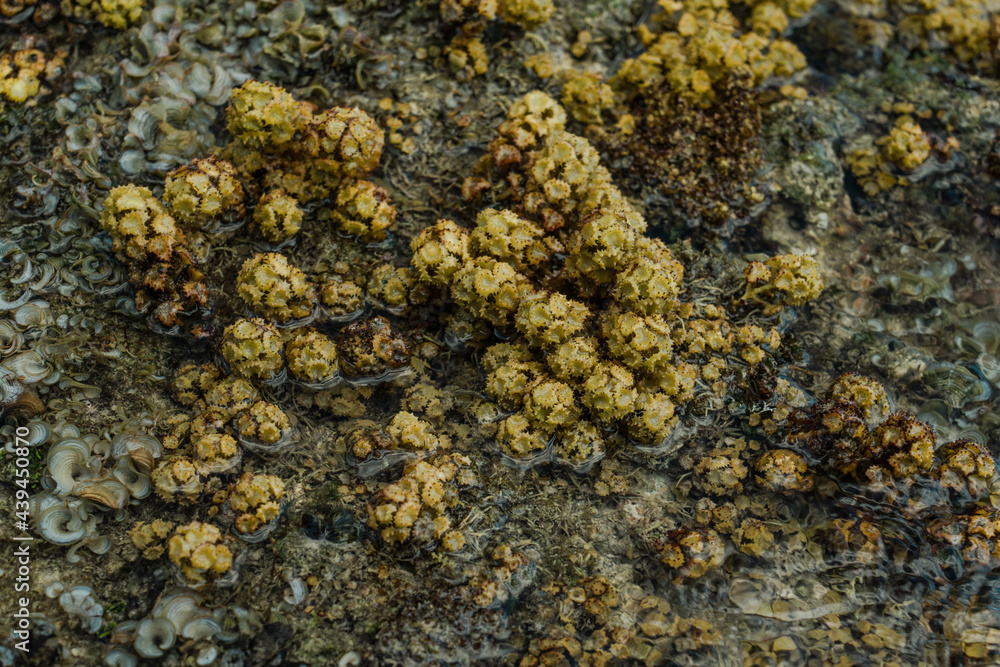 Turbinaria ornata. Padina sanctae-crucis. Seaweed, or macroalgae, refers to thousands of species of macroscopic, multicellular, marine algae. Tide pool, Diamond Head Beach Park,Honolulu, Oahu, Hawaii Turbinaria ornata. Padina sanctae-crucis. Seaweed, or macroalgae, refers to thousands of species of macroscopic, multicellular, marine algae. Tide pool, Diamond Head Beach Park,Honolulu, Oahu, Hawaii