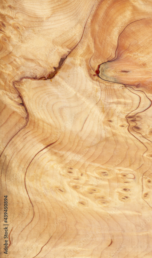 Macro photo of wood cross section Wood grain texture background