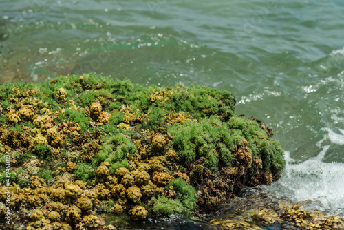 Turbinaria ornata. Padina sanctae-crucis. Seaweed, or macroalgae, refers to thousands of species of macroscopic, multicellular, marine algae. Tide pool, Diamond Head Beach Park,Honolulu, Oahu, Hawaii