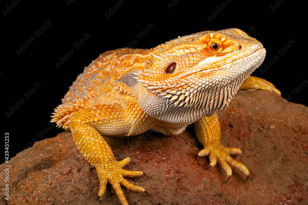 Fototapeta premium Bearded Dragon (Pogona vitticeps).