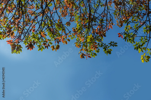 autumn leaves on blue sky
