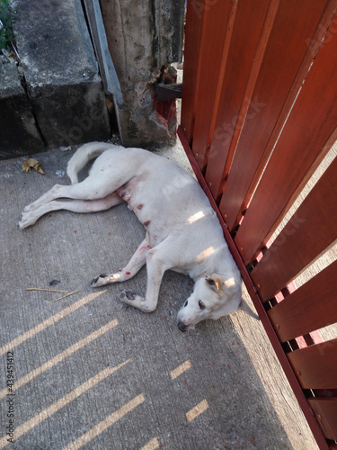 dog on the door