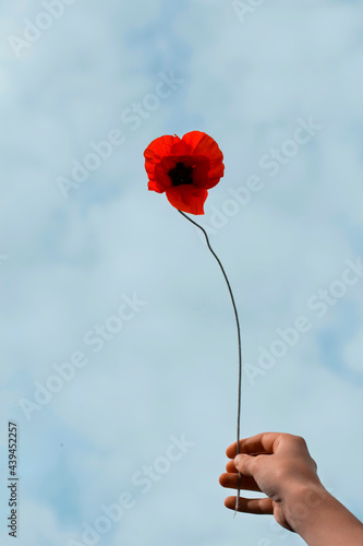 Anonymous hand is held  a poppy 