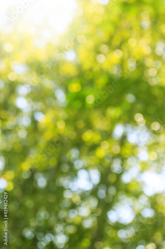 Nature Green leafy abstract bokeh light background blur