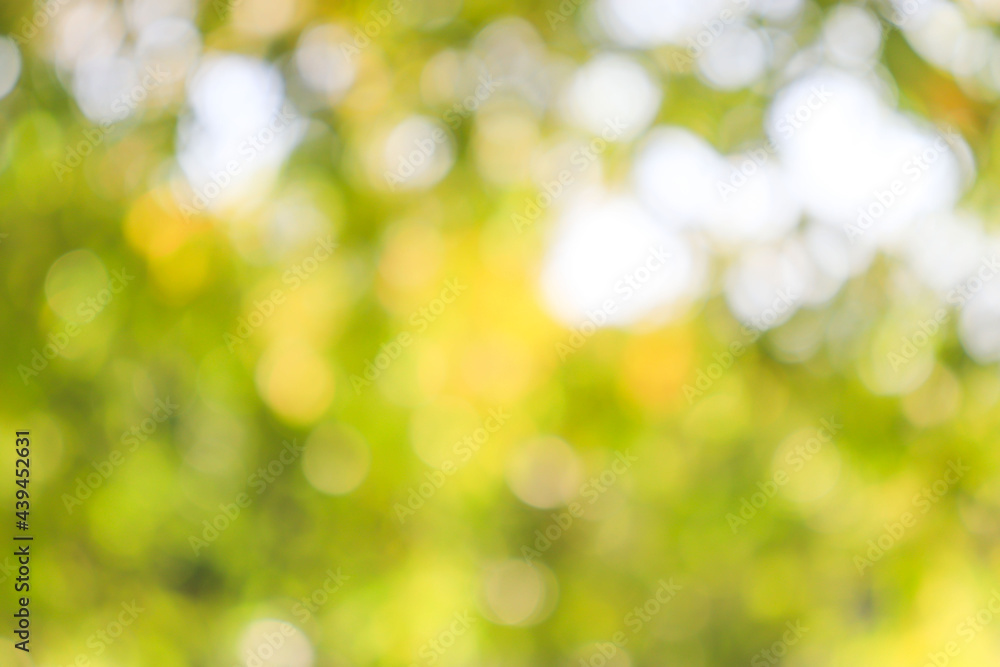 Nature Green leafy abstract bokeh light background blur Nature Green leafy abstract bokeh light background blur