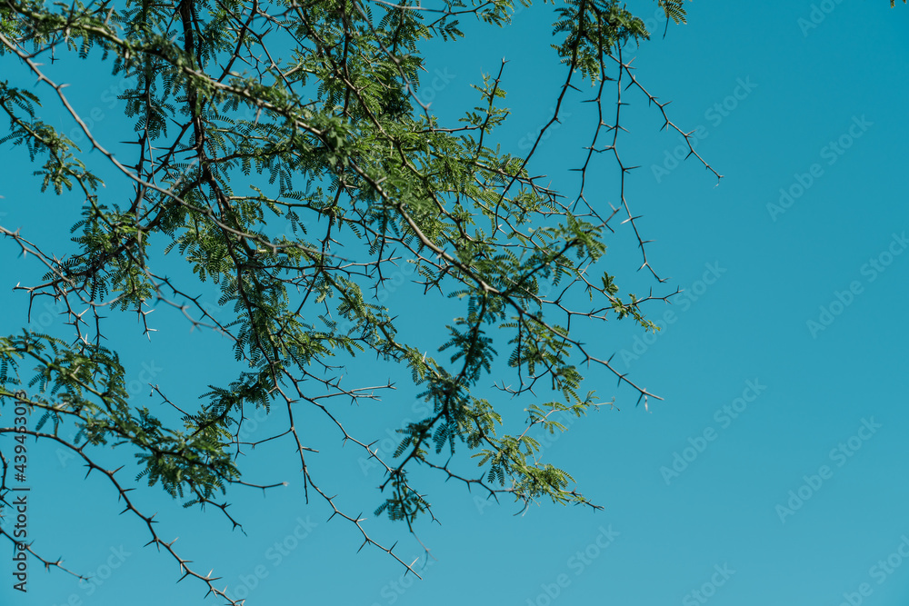 Prosopis pallida is a species of mesquite tree. kiawe. huarango