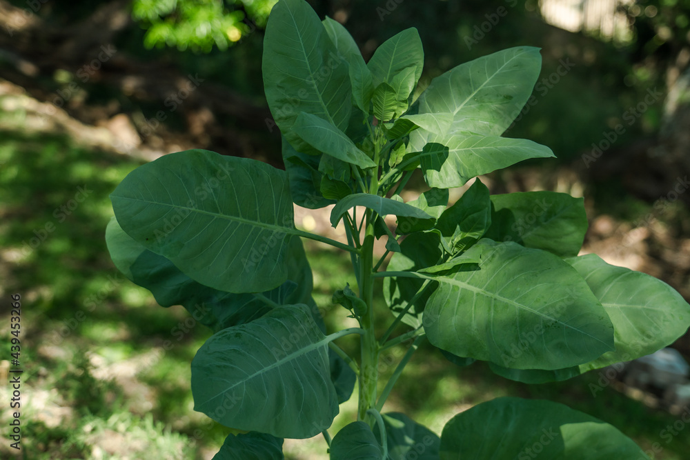 Obraz premium Nicotiana glauca is a species of wild tobacco known by the common name tree tobacco. Kuilei Cliffs Beach Park, Honolulu, Oahu, Hawaii