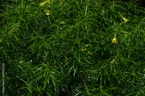  Cascabela thevetia  is a poisonous plant. yellow oleander, and is also called lucky nut in the West Indies. Kuilei Cliffs Beach Park, Honolulu, Oahu, Hawaii photo