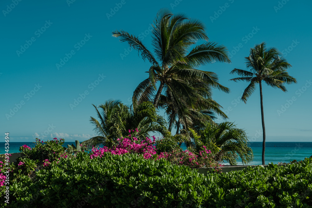Coconut palm tree ,  Bougainvillea glabra, the lesser bougainvillea or paperflower. Scaevola taccada, beach cabbage, sea lettuce,  beach naupaka. Diamond Head Beach Park,Honolulu, Oahu, Hawaii