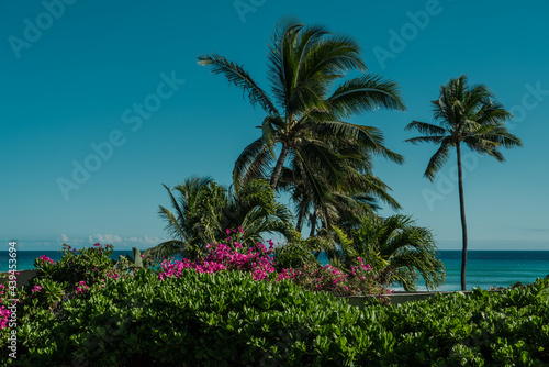 Coconut palm tree    Bougainvillea glabra  the lesser bougainvillea or paperflower. Scaevola taccada  beach cabbage  sea lettuce   beach naupaka. Diamond Head Beach Park Honolulu  Oahu  Hawaii