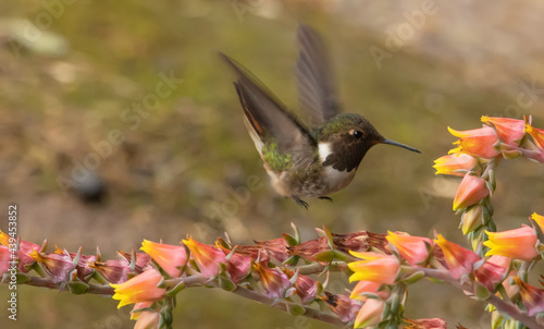 ave, colibrí, naturaleza, fauna, animal, apresurado, verde, azul, vida, flor, pico, miniatura, tornasol, vuela, color, emplumar, rojo, ave, alas, alas, biodiversidad, velocidad, emplumar.Colibrí Garga