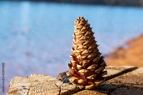 Pine tree