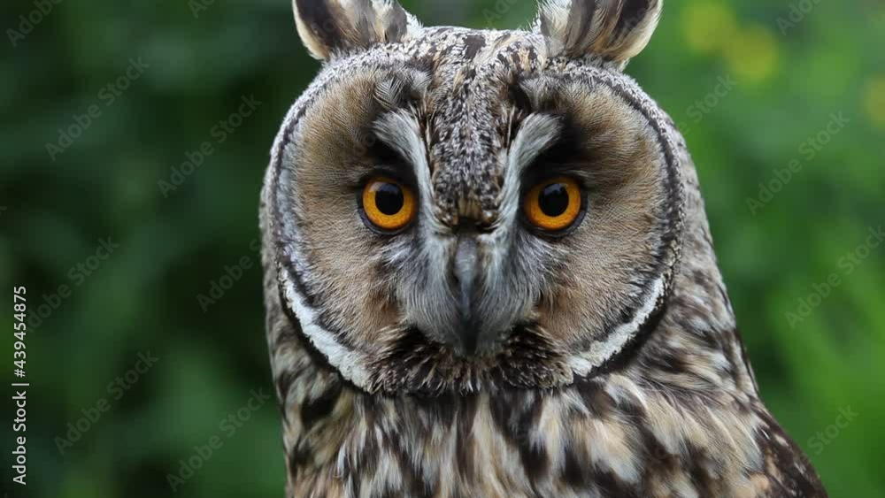 Closeup of a Long-Eared Owl, Asio otus. UK Closeup of a Long-Eared Owl, Asio otus. UK