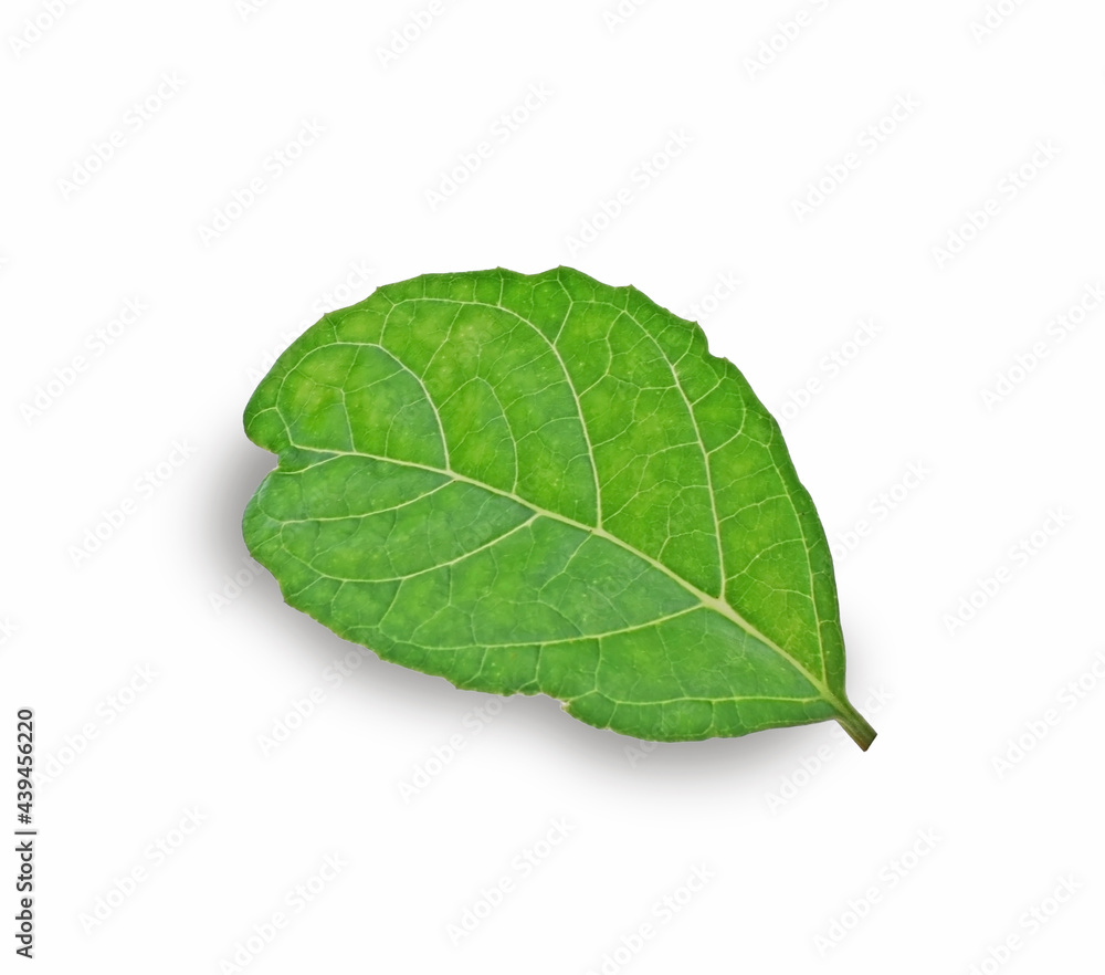 Obraz premium green leave isolated on white background