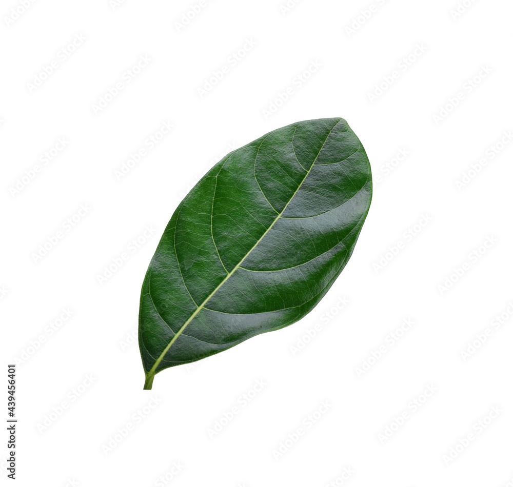 Obraz premium Jackfruit leave isolated on white background