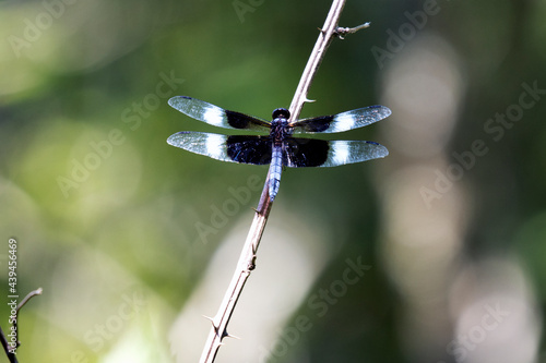 Macro male blue and black Widow Skimmer Libellula luctuosa dragonfly on branch from back on sunny day