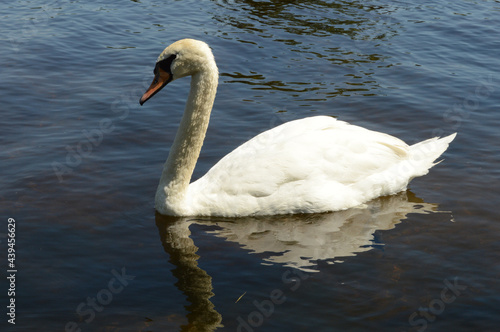 One Swimming Swan