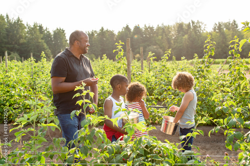 Wallpaper Mural Family eating raspberries in a field Torontodigital.ca