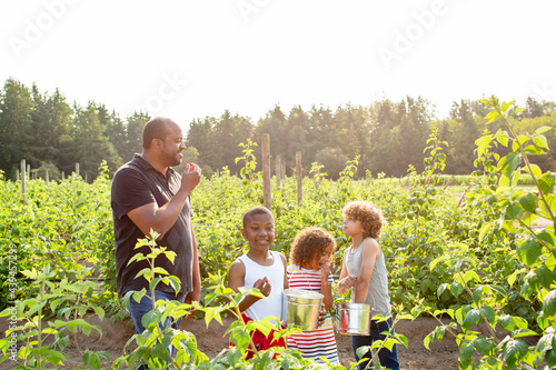 Father and kids enjoy picking raspberries.  photo