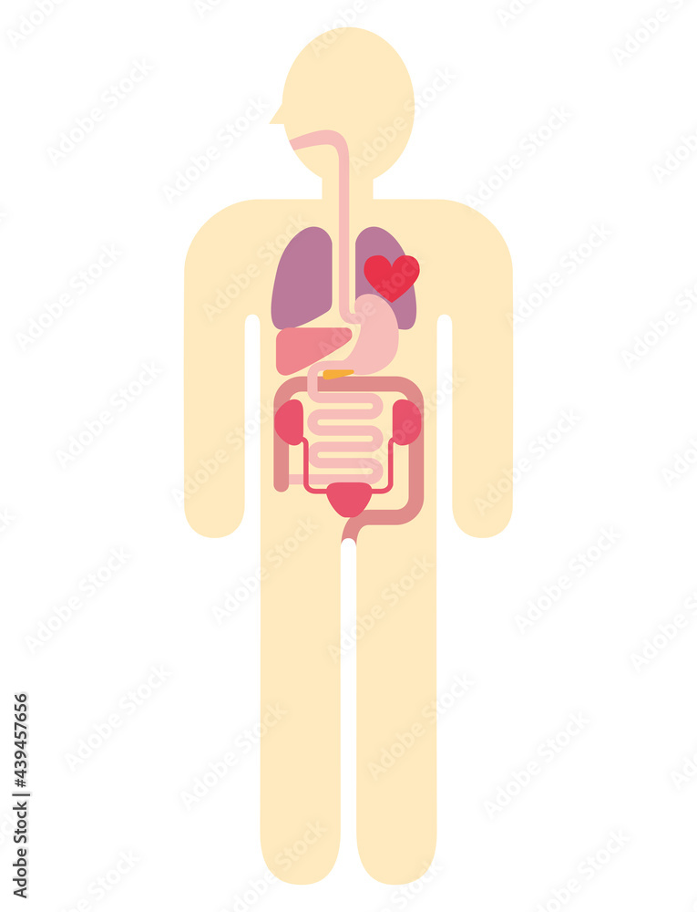人体解剖図 身体の構造イラスト図解 健康診断イメージ 心臓 肺 肝臓 胃袋 小腸 大腸 膀胱 腎臓 Stock Vector Adobe Stock