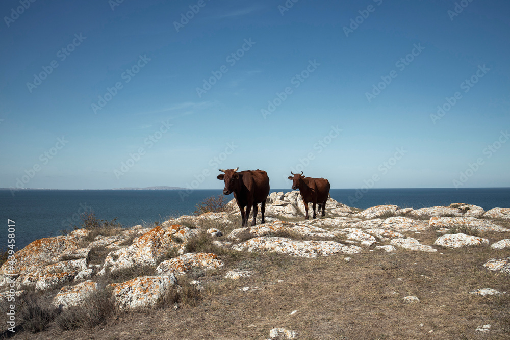 Two cows on a hill Two cows on a hill