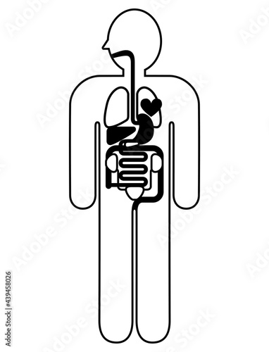 人体解剖図　身体の構造イラスト図解　線画　健康診断イメージ, 心臓, 肺, 肝臓, 胃袋, 小腸, 大腸, 膀胱, 腎臓