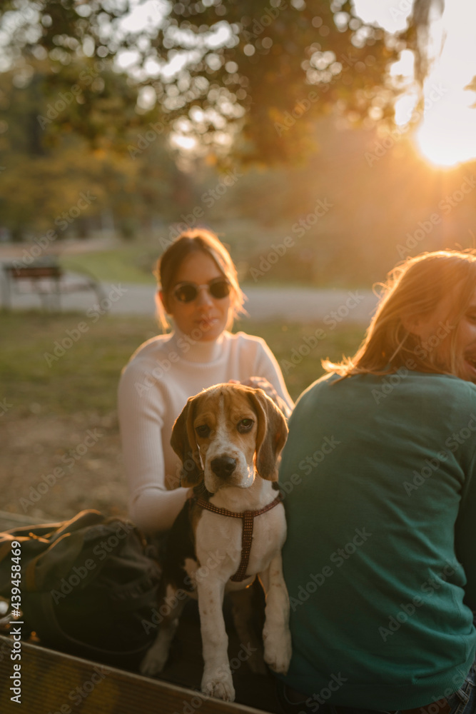 Couple Happily Plays With Pet Dogs Couple Happily Plays With Pet Dogs