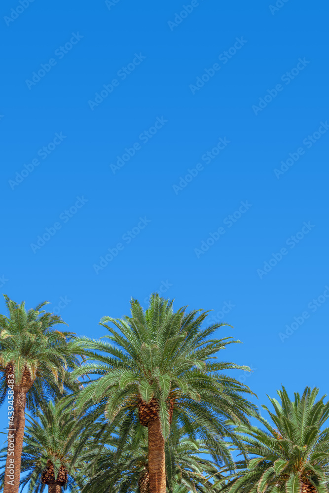 Fototapeta premium Group of lush palm trees with clear blue sky