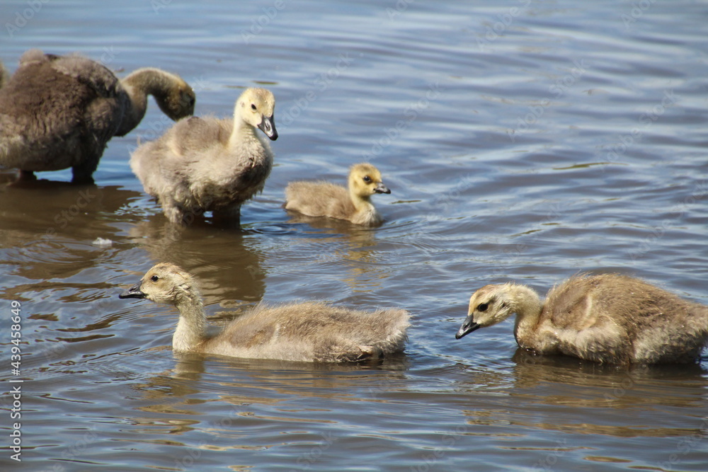 Springs Goslings, Pylypow Wetlands, Edmonton, Alberta Springs Goslings, Pylypow Wetlands, Edmonton, Alberta