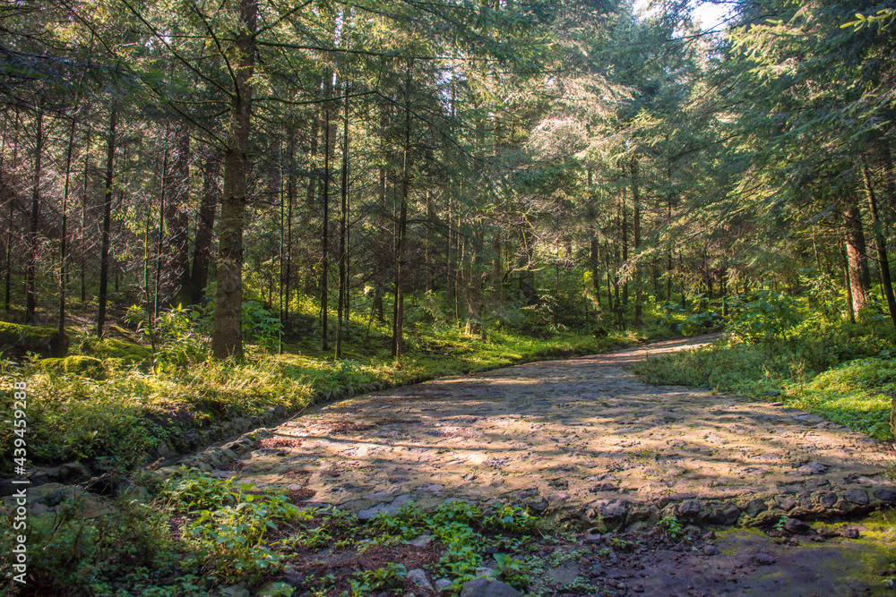 Fototapeta premium Camino en el bosque