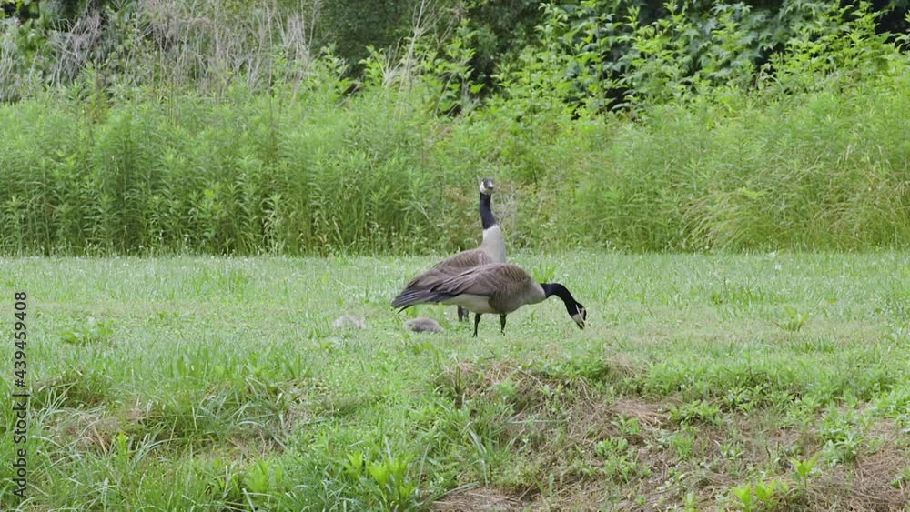 Canada Goose family with offspring resting and foraging on a hot and humid afternoon. Clip C. Canada Goose family with offspring resting and foraging on a hot and humid afternoon. Clip C.