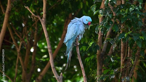 Blue Indian Ringneck Parakeet, Psittacula krameri manillensis; seen preening its breast and the right side of its body intensely while balancing on a bare small vertical branch. photo