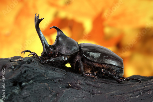Japanese rhinoceros beetle (Allomyrina dichotoma) or Japanese horn beetle (or Kabutomushi, Kabuto meaning is Japanese's Samuai helmet, and Mushi is Insect) in Autumn. Exotic pets. Selective focus © Cheattha