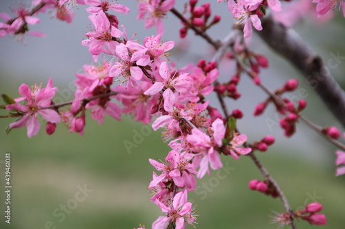 Pink Blossoms Of May, U of A Botanic Gardens, Devon, Alberta