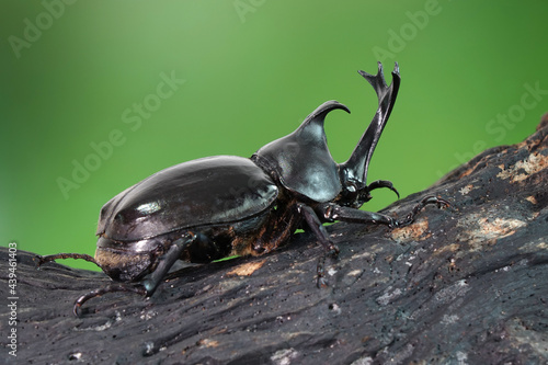 Japanese rhinoceros beetle (Allomyrina dichotoma) or Japanese horn beetle (or Kabutomushi, Kabuto meaning is Japanese's Samuai helmet, and Mushi is Insect) in summer. Exotic pets. Selective focus © Cheattha