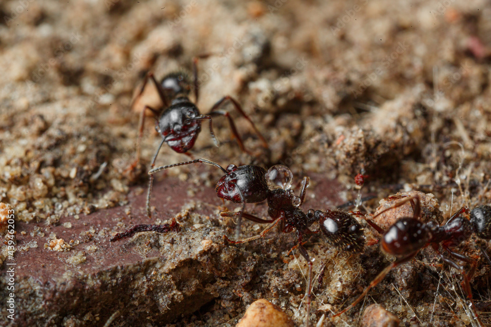 Macro shooting ants for work in an anthill