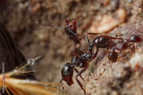 Macro shooting ants for work in an anthill © Alernon77