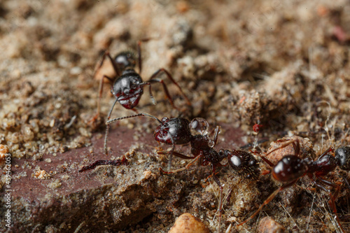 Macro shooting ants for work in an anthill © Alernon77