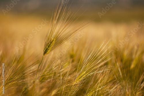 A beautiful wheat field against the sky. Growing bread and cereals