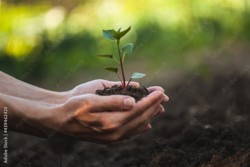 Women's hands gently hold protect a small sprout. Women's hands gently hold protect a small sprout.