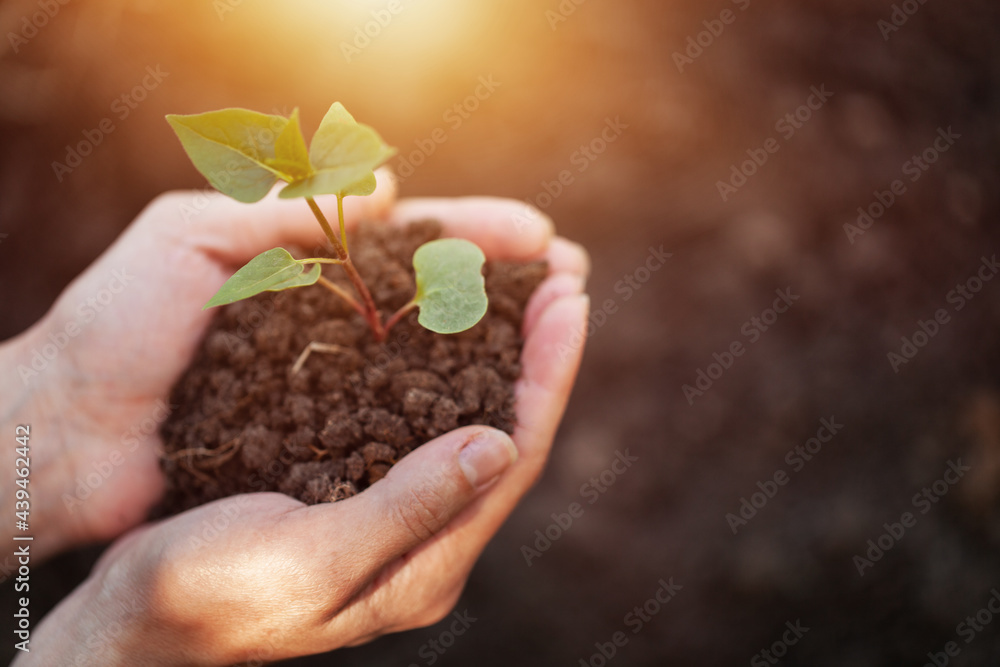 Fototapeta premium Women's hands gently hold protect a small sprout.