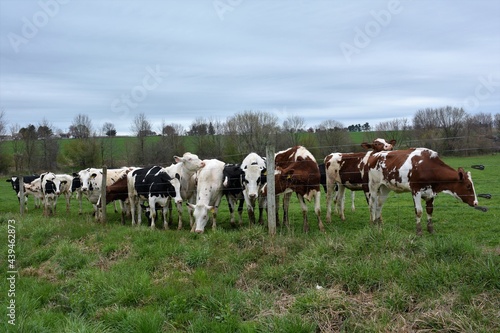 cows in a field