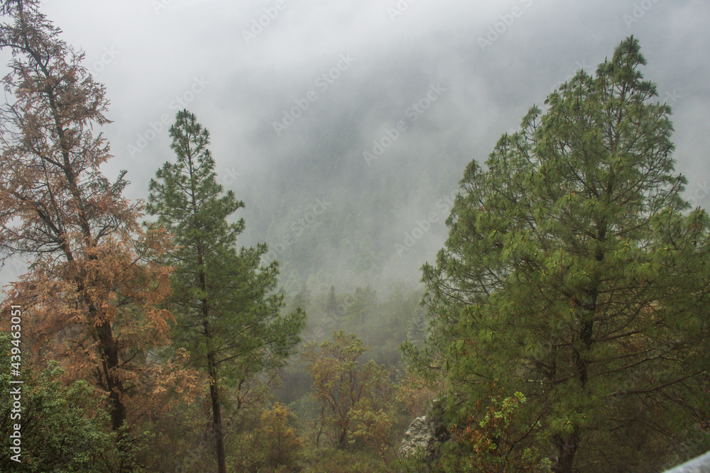 Bosque de pinos cubierto por neblina Bosque de pinos cubierto por neblina