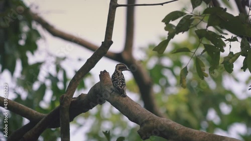 bird on a tree