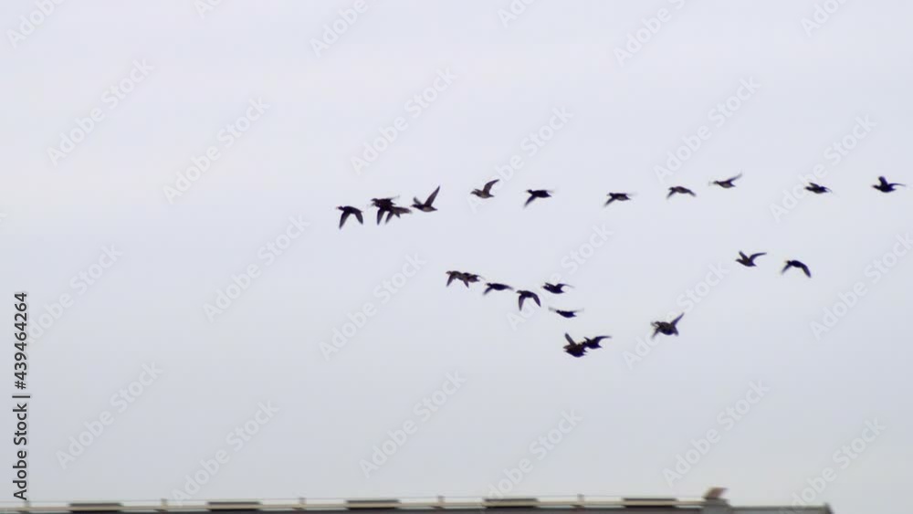 Flock Of Wild Migratory Birds Flying On Clear Sky Near City Port In Vancouver, Canada. - Tracking Shot Flock Of Wild Migratory Birds Flying On Clear Sky Near City Port In Vancouver, Canada. - Tracking Shot