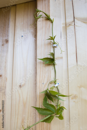 Help the bindweed to cling to the new wooden wall photo