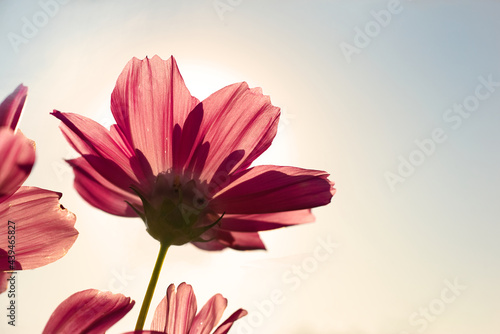 Low angle close up macro photo of Red Cosmos flowers in morning Sun. Warm solar in winter behind Cosmos flower made corolla translucent to show it’s surface and change from red to pink flower.
