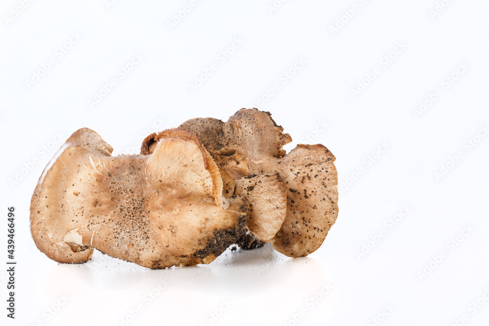Different mushrooms in the laboratory. Fungal diseases Different mushrooms in the laboratory. Fungal diseases